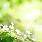 白色花朵唯美模糊虚化背景图片