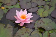 粉色莲花摄影图片