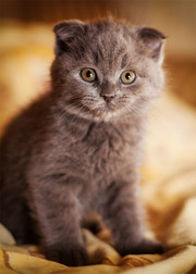 小猫宠物图片下载