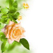 ��ɫ�¼�����д��ӰͼƬ