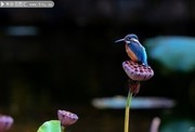 ����С����ӰͼƬ�ز�