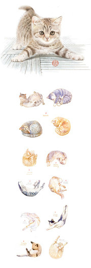 手绘彩色素描猫咪图片