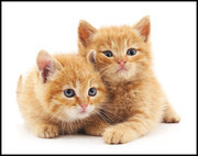 两只可爱小猫咪图片摄影素材