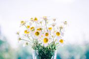 白色雏菊鲜花图片素材
