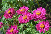 粉色花朵鲜花图片高清