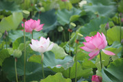 粉色荷花图片下载
