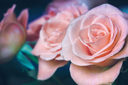 粉色玫瑰花鲜花图片素材