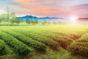 茶园风景高清图片素材