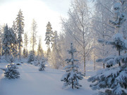 森林雪地风景高清图片