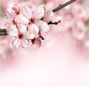 粉色桃花背景图片素材