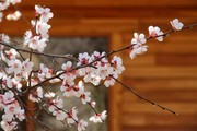春暖杏花大图