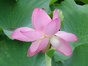 粉色荷花高清图片素材