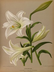 手绘百合花装饰图片下载