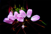 醉蝶花图片高清大图