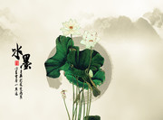 中国风荷花背景图片素材