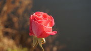 红色玫瑰花花卉图片
