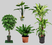 室内绿色植物盆栽图片下载
