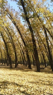 杨树林美景图片