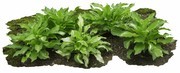 园林景观植物图片素材