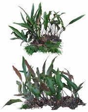 园林景观植物效果图素材