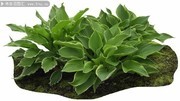 园林植物紫萼景观图片