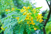 黄色决明子花摄影图片