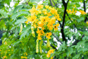 盛开的黄色决明子花图片