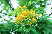 决明子花照片高清图片