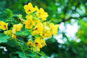 盛开的决明子花高清图片素材