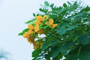 盛开的决明子花花卉图片