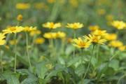 野生蟛蜞菊图片