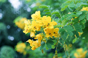决明子花野花图片素材