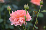 粉色月季花高清图片下载
