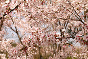 粉色樱花春天花卉图片