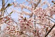 粉色樱花花朵图片素材