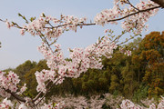 樱花高清图片
