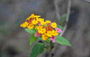 五色梅图片