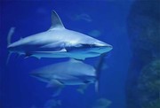 海底生物鲨鱼图片