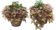 园林景观植物盆栽图片