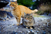 ���ϵ�è��ͼƬ