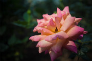 粉色月季花花卉图片素材