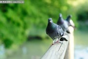 鸽子高清摄影图片
