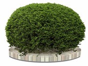 园林景观植物紫衫图片下载