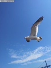 海鸥图片