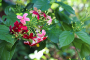 使君子的花图片
