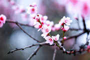 高清桃花图片