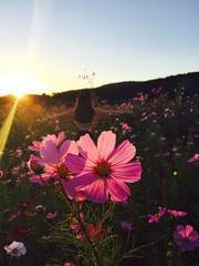 唯美格桑花花卉特写图片