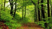 绿色树林风景图片