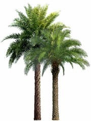 植物景观椰树图片