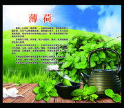 薄荷宣传图片 